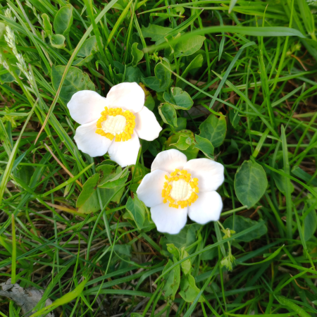 Cercei surub Anemone de padure [4]