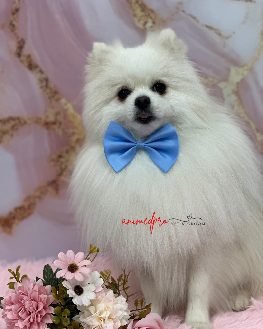 Galerie imagini