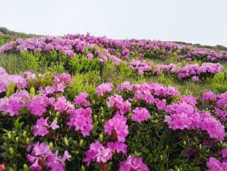 Splendoarea Rododendronului
