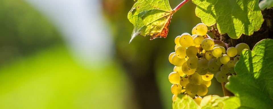 Ora de vin - despre soiul Irsai Olivér