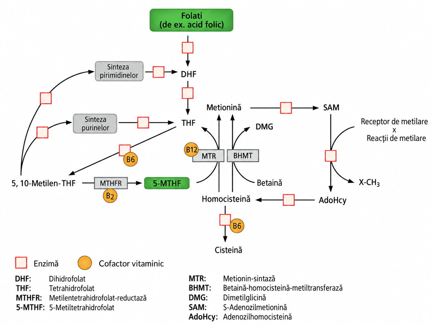 Metabolismul folatului si homocisteinei - MTHFR, vitaminele B2, B6 si B12