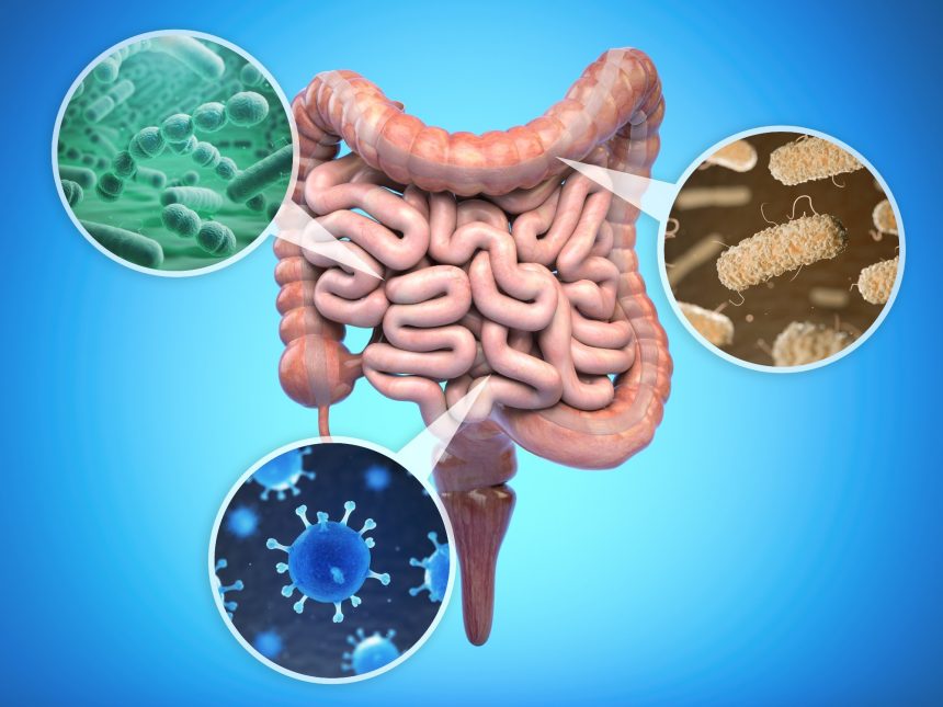 Cum dieta potrivită poate susține bacteriile intestinale esențiale