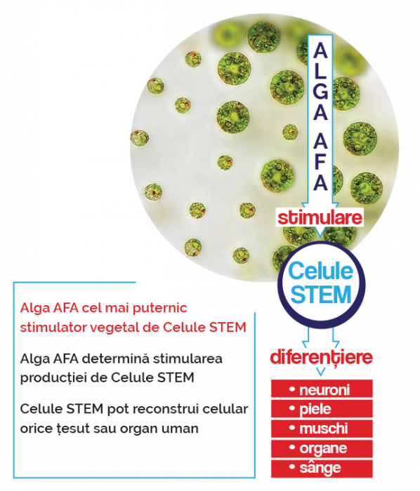 Memory Stem, Herbagetica [3]
