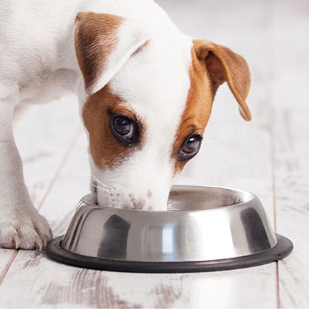 Castroane si Adapatoare Animale - Castron Metalic pentru hranire animale de companie - 15cm