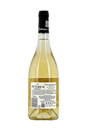 Statiunea Pietroasa - Selection - Tamaioasa Romaneasca Sec - 2024 - SGR [1]