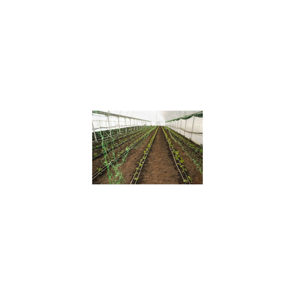 Plasa pvc, pentru urcarea plantelor in cultura castravetilor, 1.5x10 m   [4]