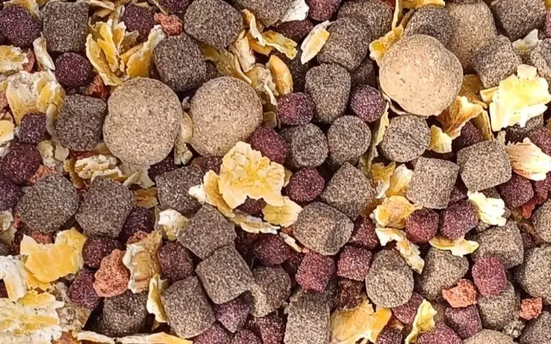 Boilies, pelete sau porumb? Ce momeli funcționează cel mai bine și când