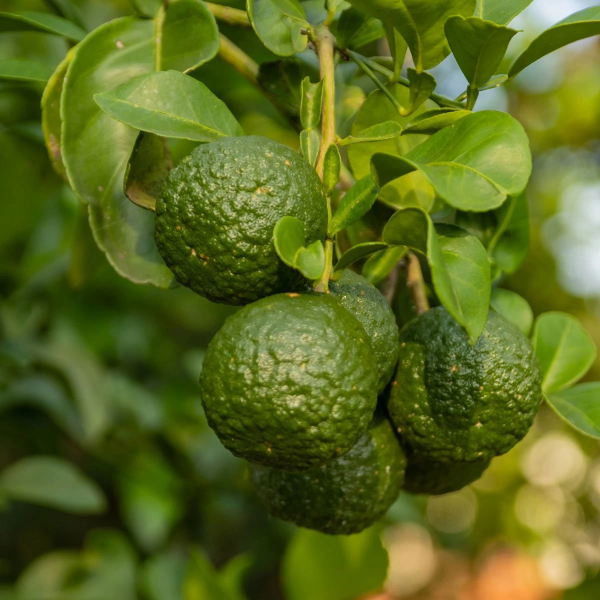 Gel de duş și şampon salvie bergamotă | refill [2]