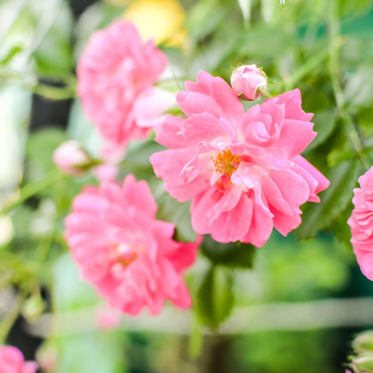 Gel de duş și şampon trandafir de Damasc (hipoalergen) | refill [2]