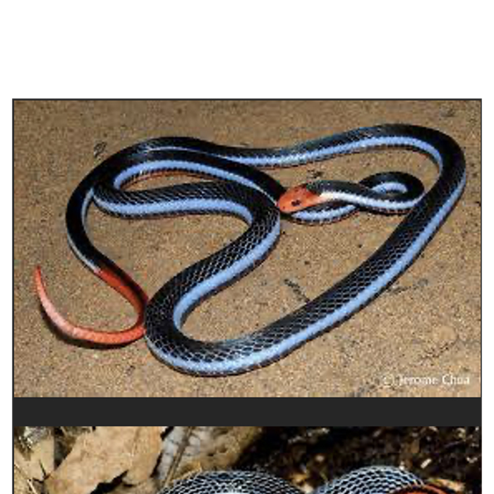 ECOmbacks Blue Malaysian 145 cm [2]