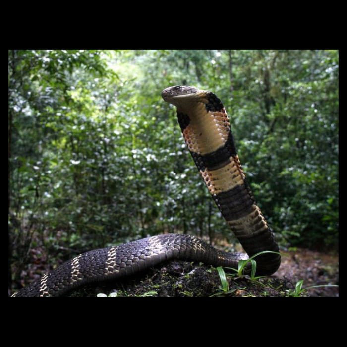 ECOmbacks Cobra regala 145 cm [2]