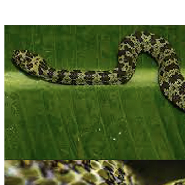 ECOmbacks Mang Mountain Viper 195 cm [2]