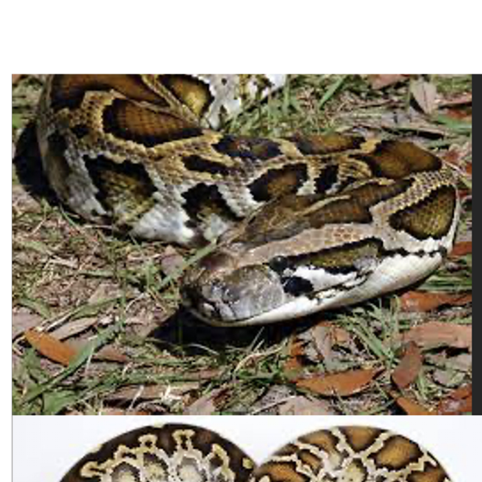 ECOmbacks Piton birmanez 195 cm [2]