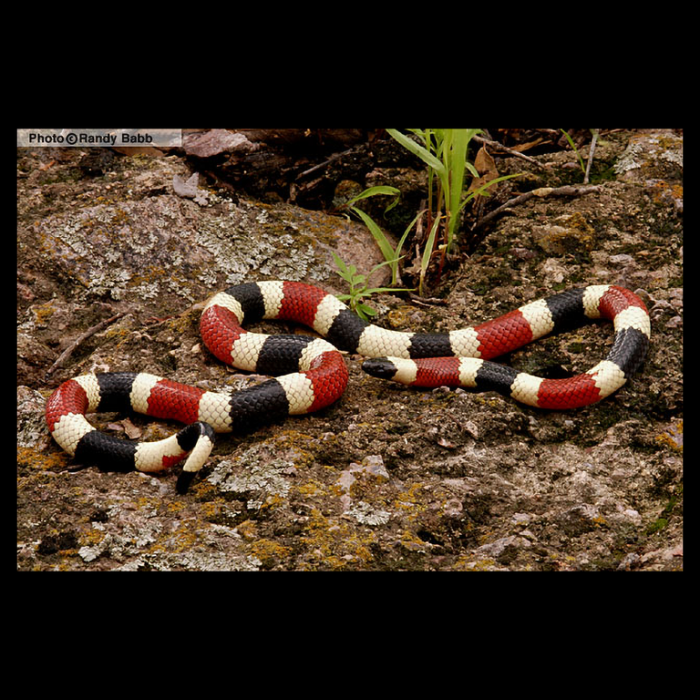 ECOmbacks Sarpe coral 110 cm [2]