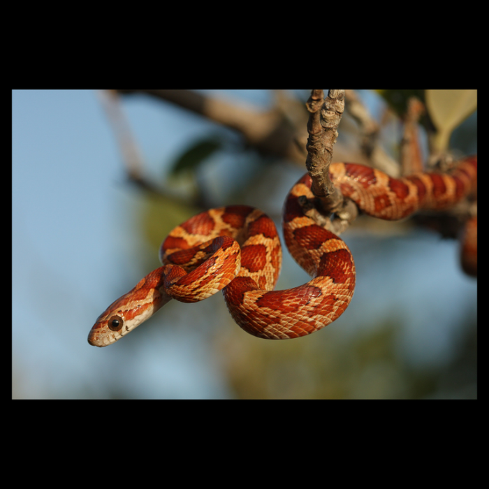 ECOmbacks Sarpe porumb 110 cm [2]