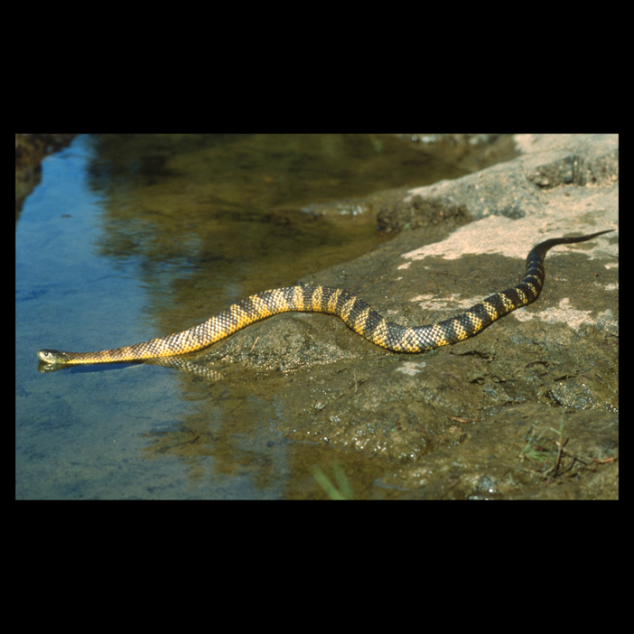 ECOmbacks Sarpe tigru 110 cm [2]