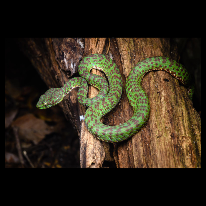 ECOmbacks Viper frumoasa 110 cm [2]