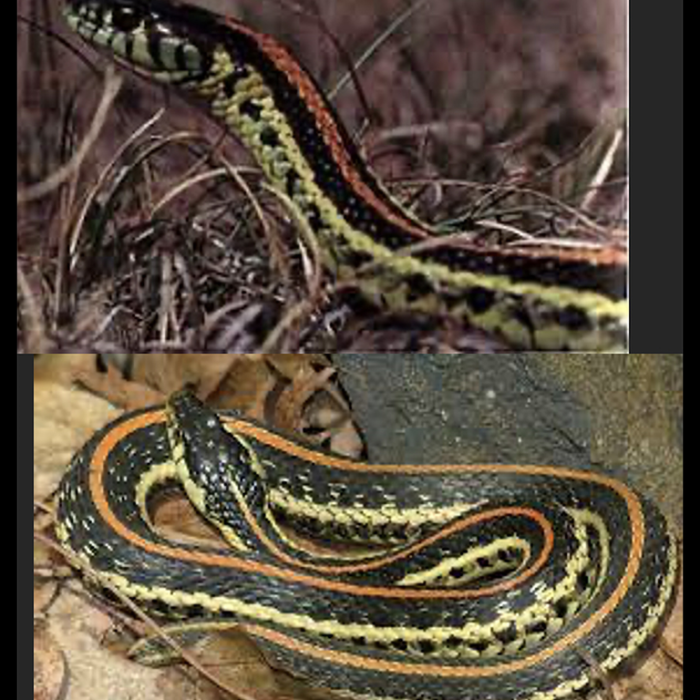 ECOmbacks Western Garter Snake 145 cm [2]