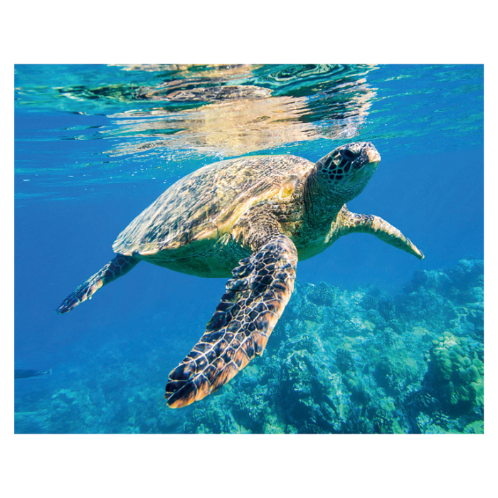 Magnet 3D Broasca testoasa de mare 7x9 cm [1]