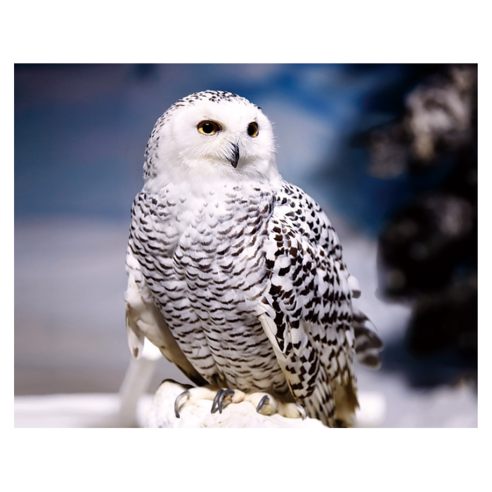 Magnet 3D Bufnita de zapada 7x9 cm [1]