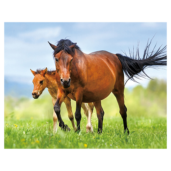 Magnet 3D Cal 7x9 cm [1]