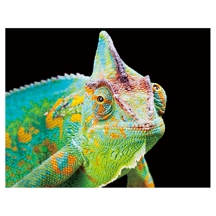 Magnet 3D Cameleon 7x9 cm [1]