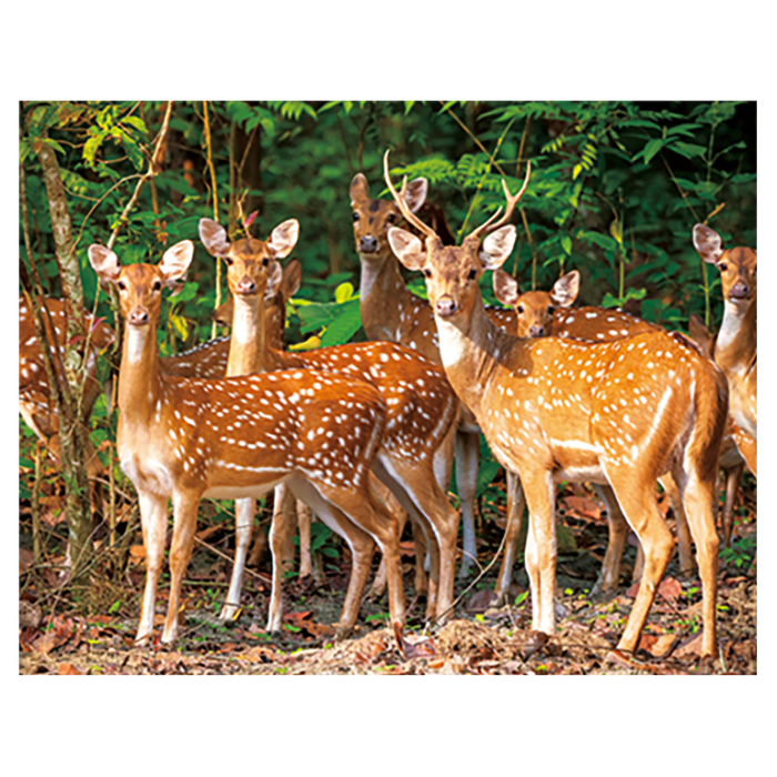 Magnet 3D Cerb 7x9 cm [1]