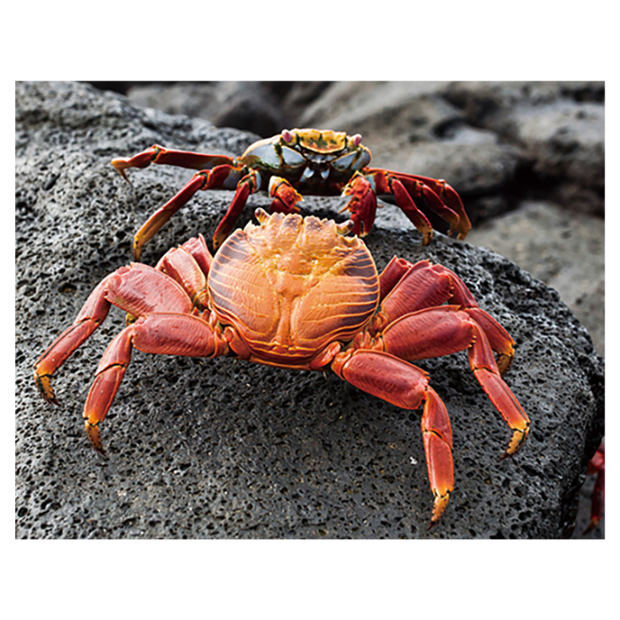Magnet 3D crab7x9 cm [1]