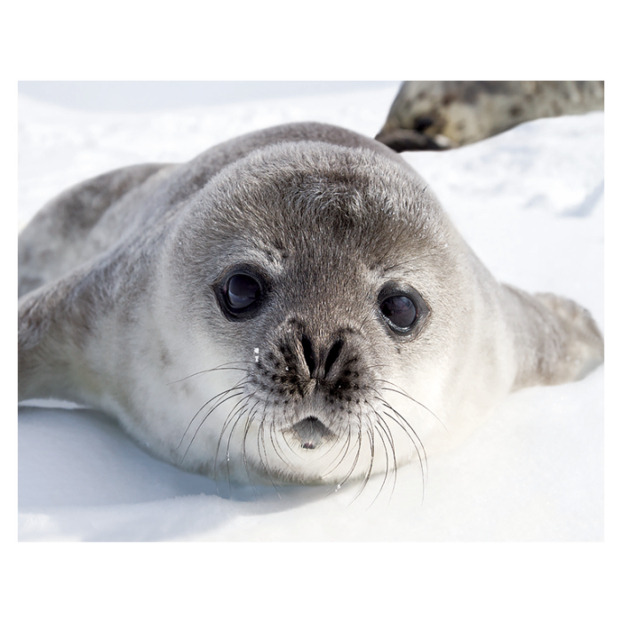 Magnet 3D foca 7x9 cm [1]