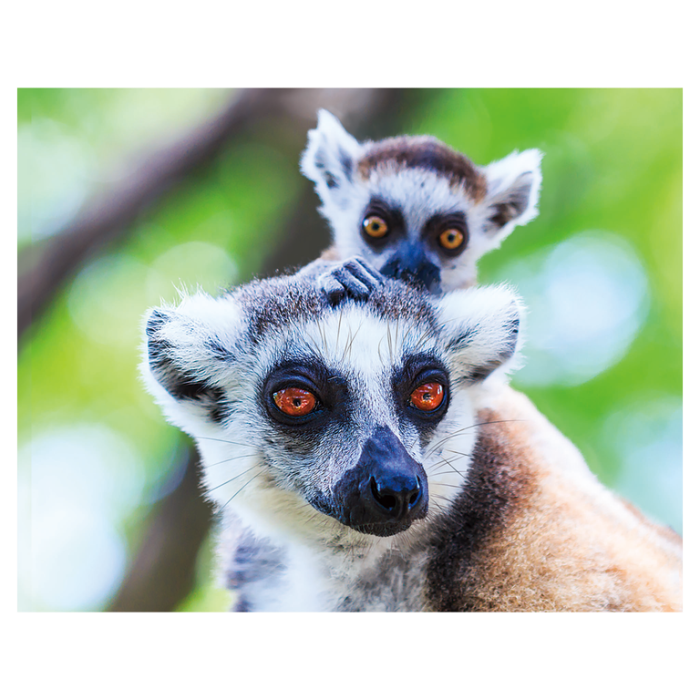 Magnet 3D Lemur cu coada inelata 7x9 cm [1]