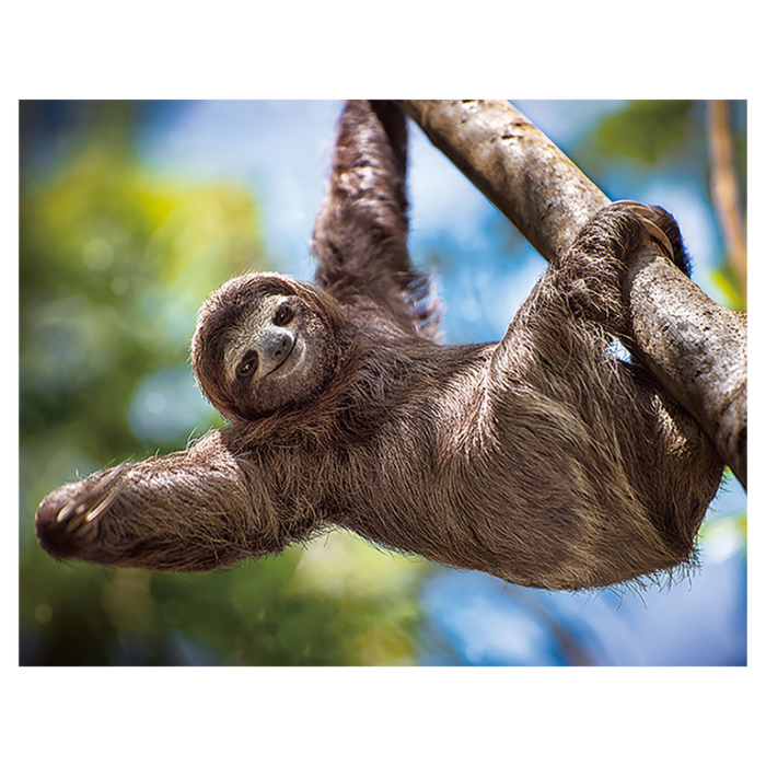 Magnet 3D Lenes 7x9 cm [1]