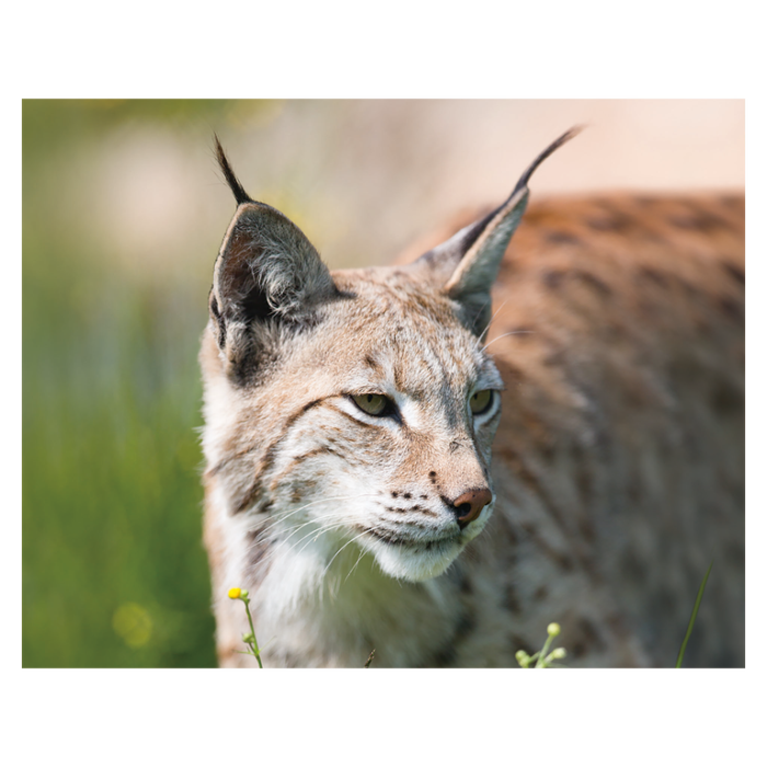 Magnet 3D Lynx 7x9 cm [1]