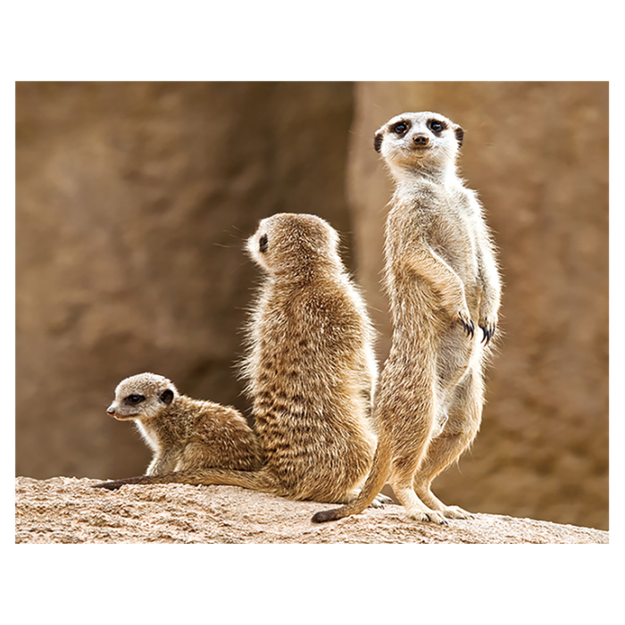 Magnet 3D Meerkat 7x9 cm [1]