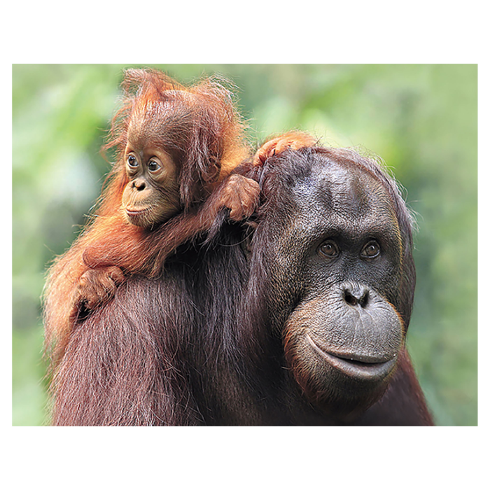 Magnet 3D Orangutan 7x9 cm [1]