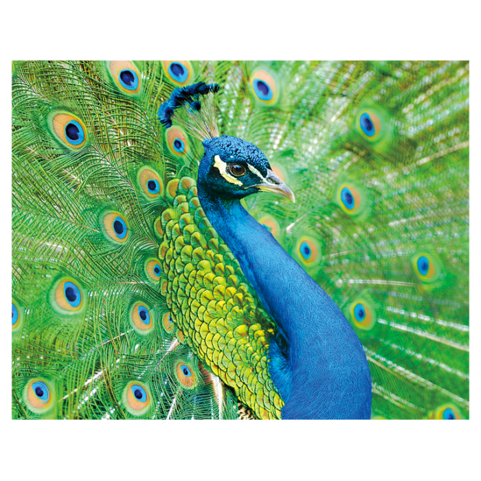 Magnet 3D Paun 7x9 cm [1]