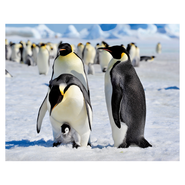 Magnet 3D Pinguin 7x9 cm [1]