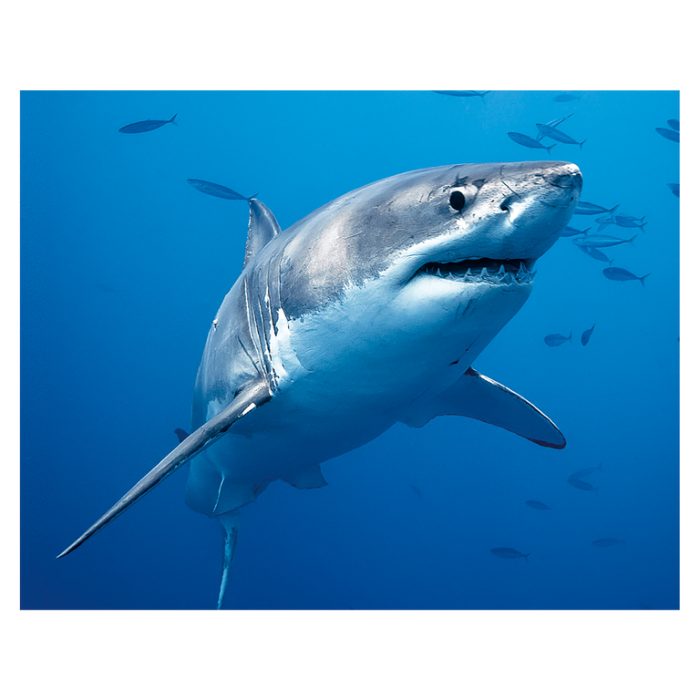 Magnet 3D Rechin 7x9 cm [1]