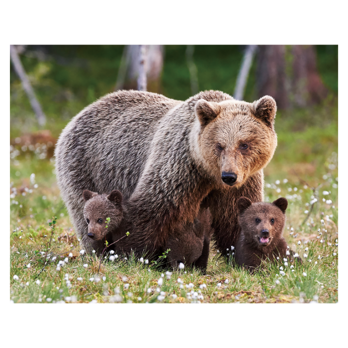 Magnet 3D Ursulet Brun 7x9 cm [1]