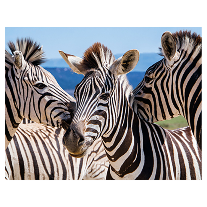 Magnet 3D Zebra 7x9 cm [1]