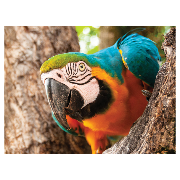 Puzzle 3D Papagal 48 piese 23x31 cm [1]