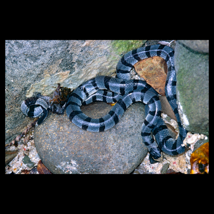 Sarpe Banded Sea Snake Rattle 137 cm [2]