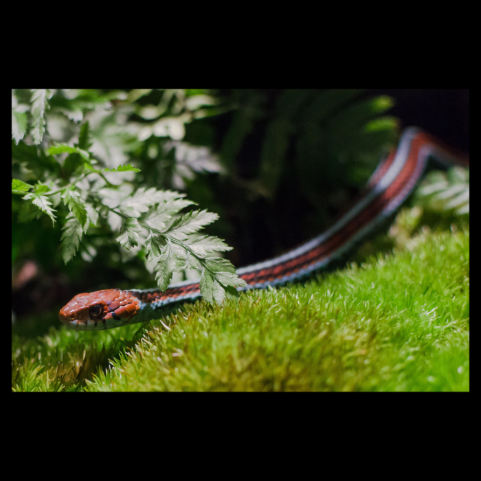 Sarpe California Gartersnake Rattle 137 cm [2]