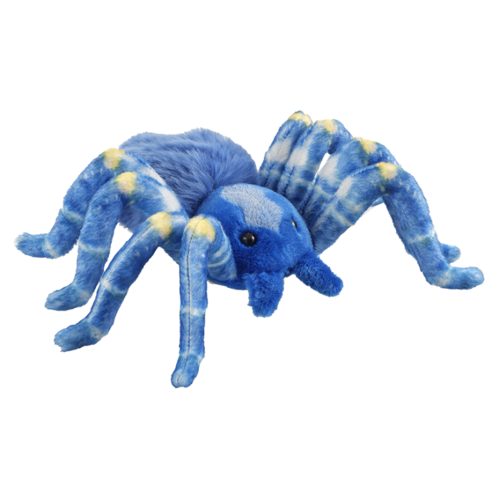 Tarantula paun albastru 17 cm [1]