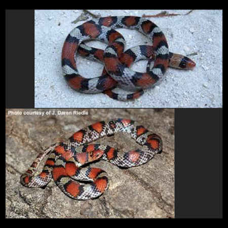 ECOmbacks Northern Scarlet 145 cm [1]