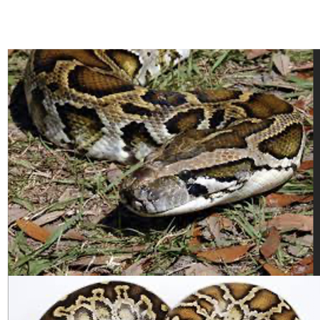 ECOmbacks Piton birmanez 195 cm [1]