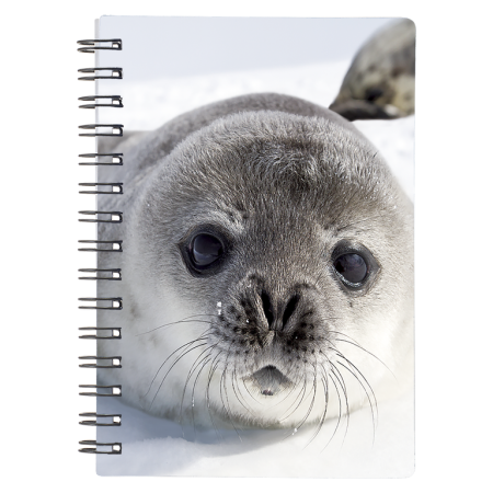 Caiete 3D - Foca caiet 3D 9x13 cm