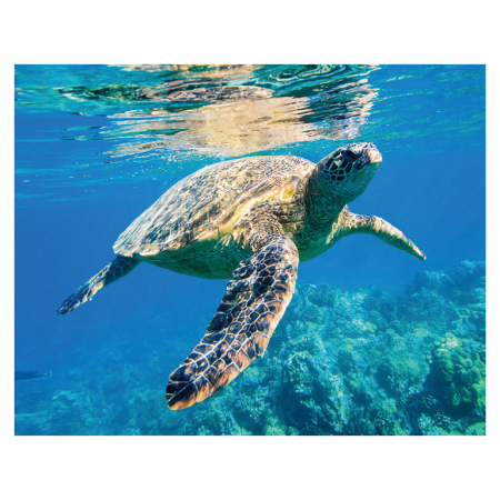 Animale marine - Magnet 3D Broasca testoasa de mare 7x9 cm