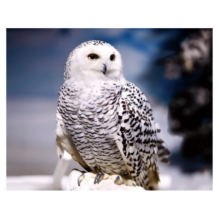 Magneti 3D - Magnet 3D Bufnita de zapada 7x9 cm