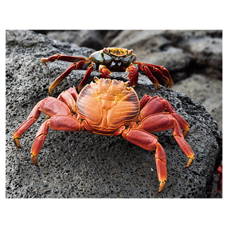 Animale marine - Magnet 3D crab7x9 cm