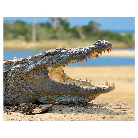 Magneti 3D - Magnet 3D Crocodil 7x9 cm